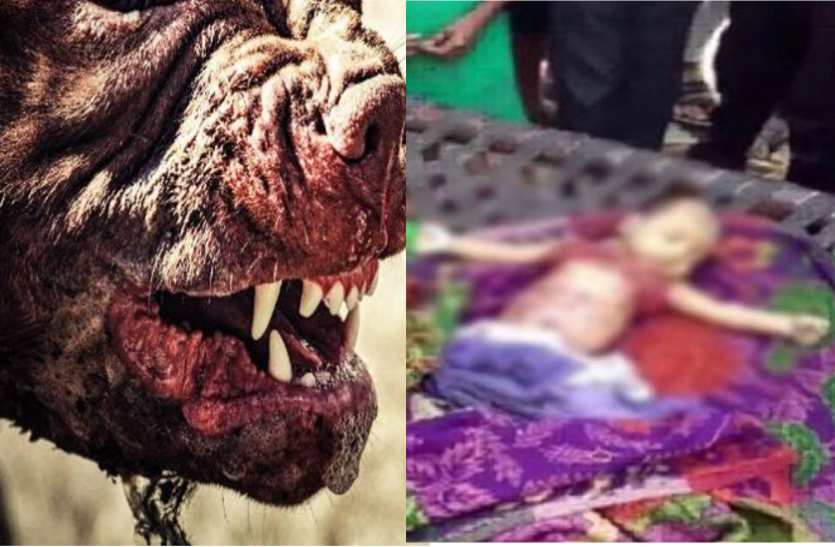 news डेढ़ साल की मासूम को कुत्तों ने काटा, डॉक्टरों ने ऑपरेशन भी किया पर नहीं बच सकी जान