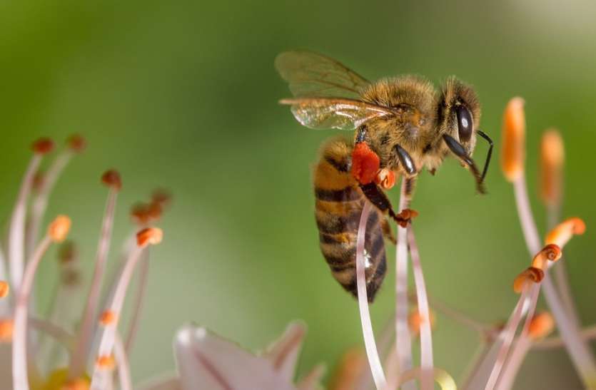 bee Population And Species Face Threats Of Climate Change बड़ा खतरा! धरती से गायब हो रहीं मधुमक्खियां, अब कुछ किया तो इंसानों को भुगतना पड़ेगा बुरा अंजाम