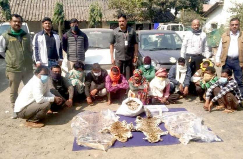 Smugglers gang caught with leopard skins and 20 kg pangolin scales तेंदुए की चार खाल और 20 किलो पैंगोलिन स्केल्स के साथ तस्करों का गिरोह पकड़ाया