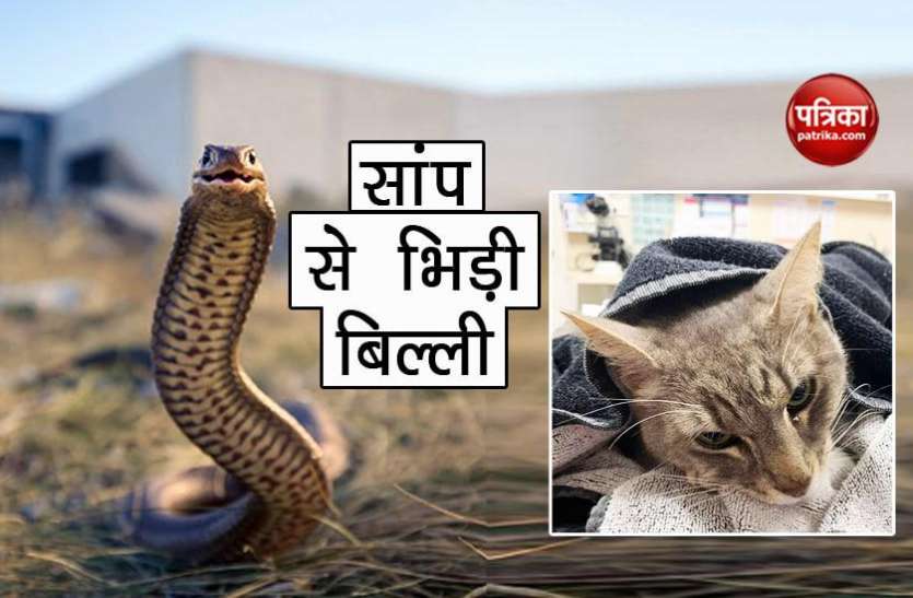 Cat and snake बच्चों के लिए सबसे खतरनाक सांप से भिड़ गई बिल्ली, हो गई ऐसी हालत