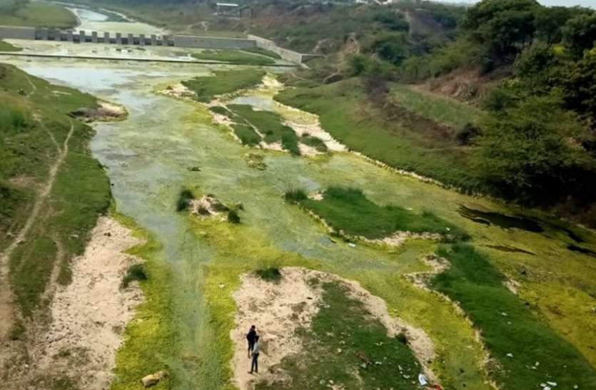 ठहरे पानी पर जमी काई की परत क्वारी नदी में धार टूटी, ठहरे पर काई जमने से नहीं दिखता पानी