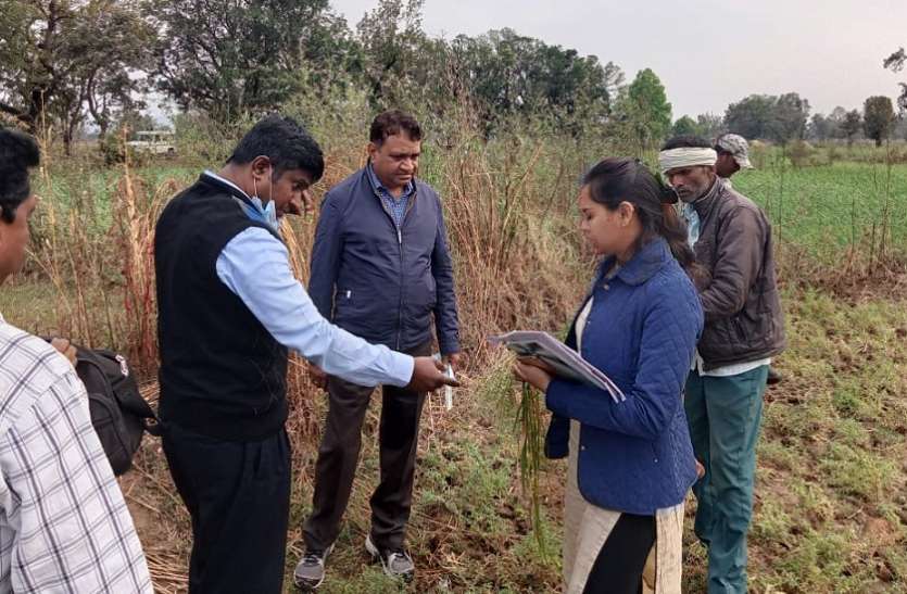 ओलावृष्टि से हुए नुकसान का एडीएम ने लिया जायजा ओलावृष्टि से हुए नुकसान का एडीएम ने लिया जायजा