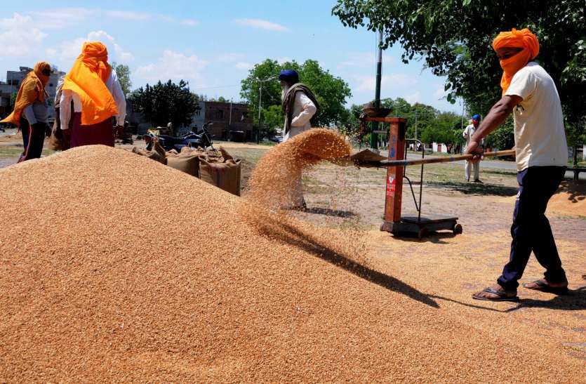 Production of wheat expected to be at record 115 million tonnes: IIWBR किसानों के प्रदर्शन के बावजूद गेहूं की नहीं होगी कमी, इस साल रिकॉर्ड उत्पादन का अनुमान