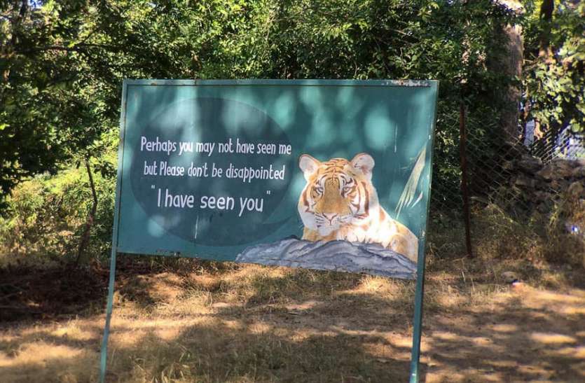 The tigress lost her life in mutual conflict, the body was found during petrol आपसी द्वंद में बाघिन ने गंवाई जान, पेट्रोलिंग के दौरान मिला शव
