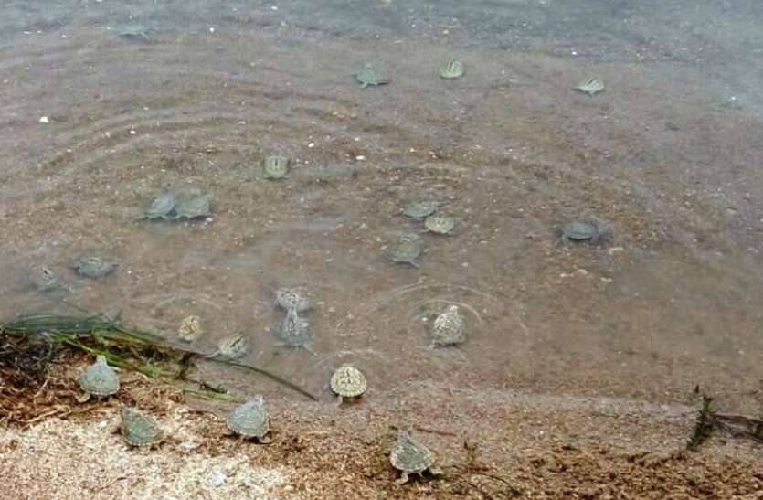 इटावा में दुर्लभ प्रजाति के कछुओं को जिंदा पकड़ते दो गिरफ्तार इटावा में दुर्लभ प्रजाति के कछुओं को जिंदा पकड़ते दो गिरफ्तार