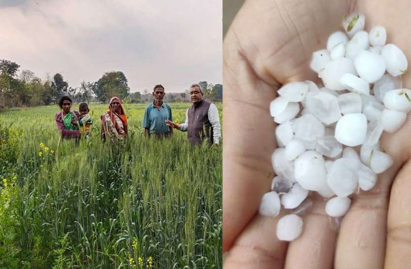 मावठा बना अन्नदाता के लिए अमृत, फसलों को मिली संजवनी मावठा बना अन्नदाता के लिए अमृत, फसलों को मिली संजीवनी