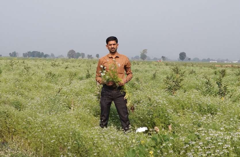 In Kathora, there will be a field-barn smelling from fennel, vigorous production will happen कठोरा में कलौंजी से महक उठेंगे खेत-खलिहान, होगा जोरदार उत्पादन