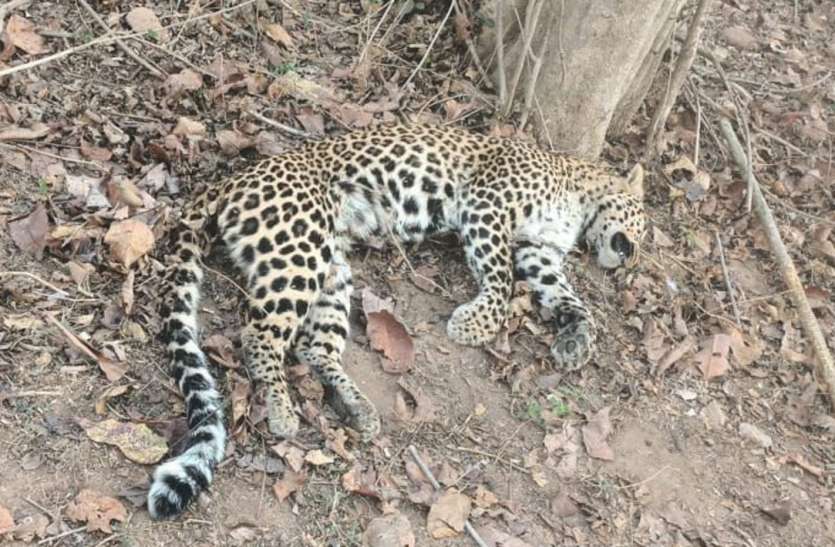 एक वर्ष में दो तेंदुए व एक बाघिन की मौत एक वर्ष में दो तेंदुए व एक बाघिन की मौत
