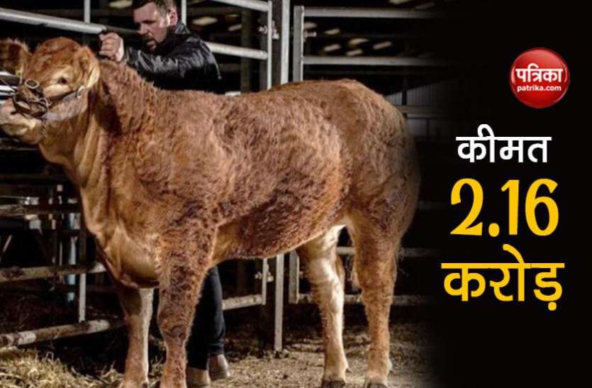 posh spice cow ये है दुनिया की सबसे महंगी गाय, 2 करोड़ 61 लाख रुपए में हुई नीलाम