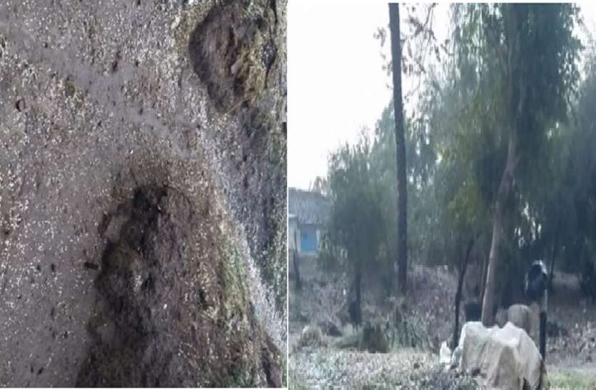 कटनी में बारिश ओला से फसलों को क्षति बारिश और ओला से किसानों को भारी नुकसान, प्रशासन क्षति का आंकलन करने में जुटा