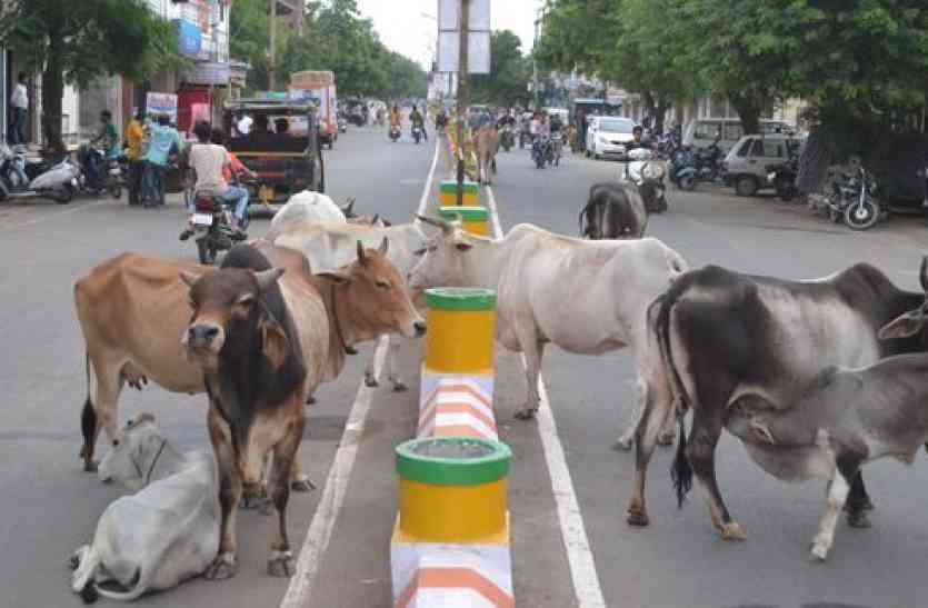 27 लाख 31 हजार से बननी थी एक गौशाला, 9 गौशाला का निर्माण कार्य अब भी अधूरा 27 लाख 31 हजार से बननी थी एक गौशाला, 9 गौशाला का निर्माण कार्य अब भी अधूरा