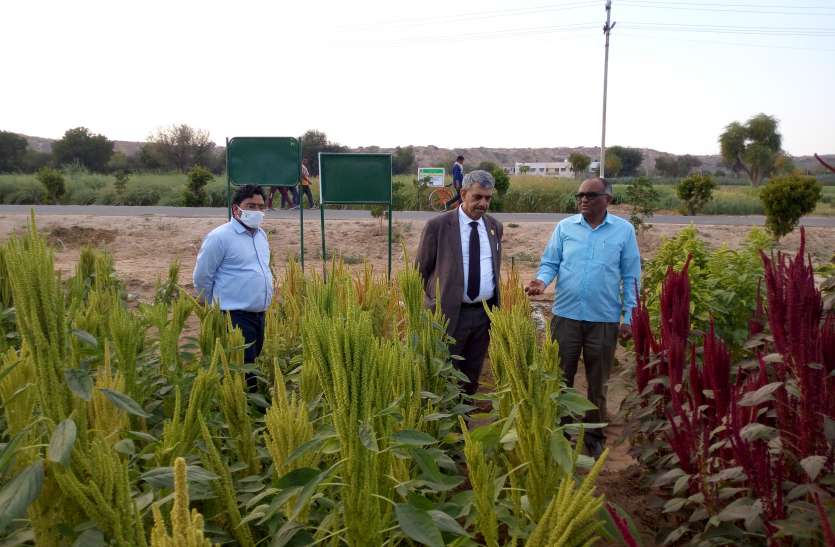 AGRI--सहायक महानिदेशक ने देखी अनुसंधान व बीज उत्पादन गतिविधियां AGRI--सहायक महानिदेशक ने देखी अनुसंधान व बीज उत्पादन गतिविधियां