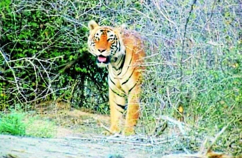 Ranthambor will face battle between to tiger for area रणथम्भौर में संघर्ष की आशंका, बाघ टी-110 ने जमाया टी-62 के क्षेत्र में कब्जा