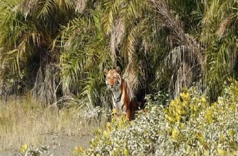 सुंदरवन में बाघ और मगरमच्छ एक-दूसरे का सामना करते हुए तस्वीर एक पर्यटक के कैमरे पर हुई कैद सुंदरवन में बाघ और मगरमच्छ एक-दूसरे का सामना करते हुए तस्वीर एक पर्यटक के कैमरे पर हुई कैद