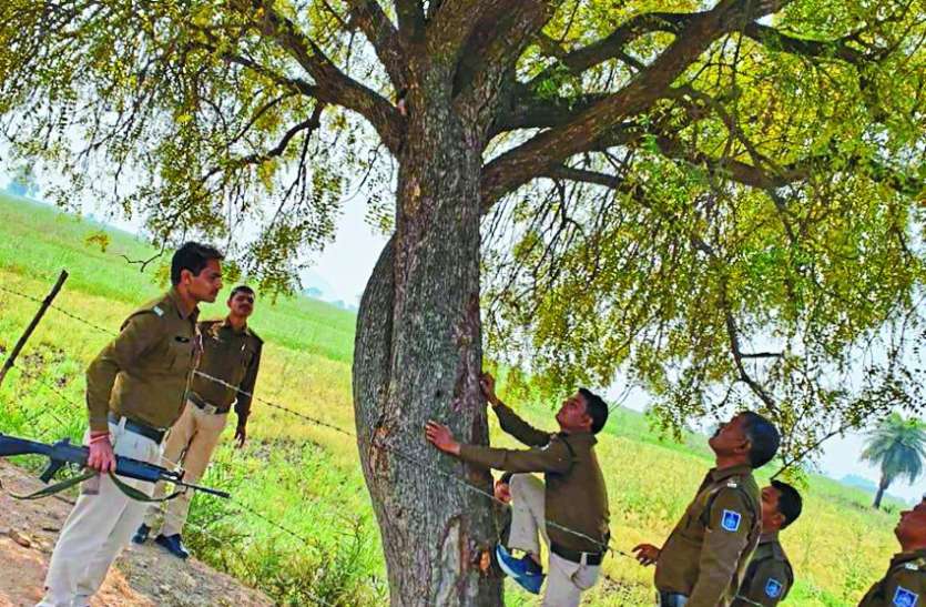 Seeing the police, the culprit climbed the tree, the police caught पुलिस को देख पेड़ पर चढ़ा अपराधी, पुलिस ने दबोचा