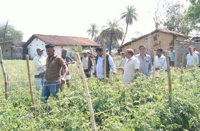 investigation of damage crop 5 गांवों में ओलावृष्टि से फसल तबाह, सीएम के निर्देश पर जायजा लेने पहुंचे पूर्व विधायक