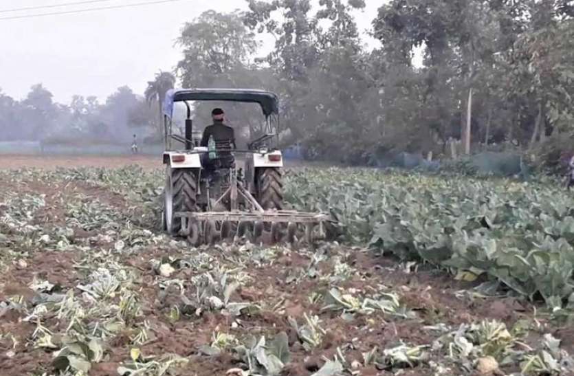 bihar farmer distroy his crop किसान ने खुद बर्बाद करी अपनी 6 बीघा फसल, कहा-कानून लागू होने से होगा उत्पीड़न