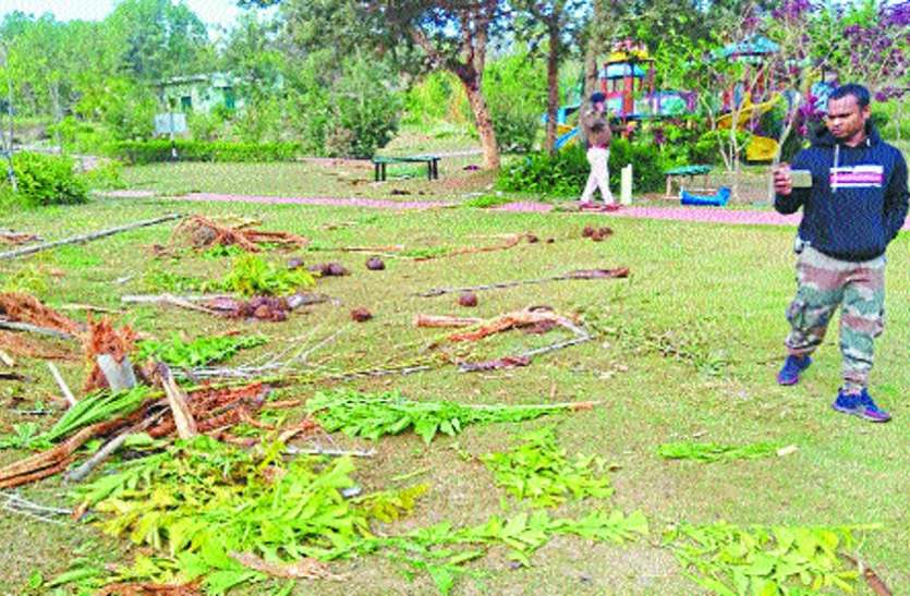 हाथियों ने गंगरेल डेम के गार्डन में मचाया उत्पात हाथियों ने गंगरेल डेम के गार्डन में मचाया उत्पात