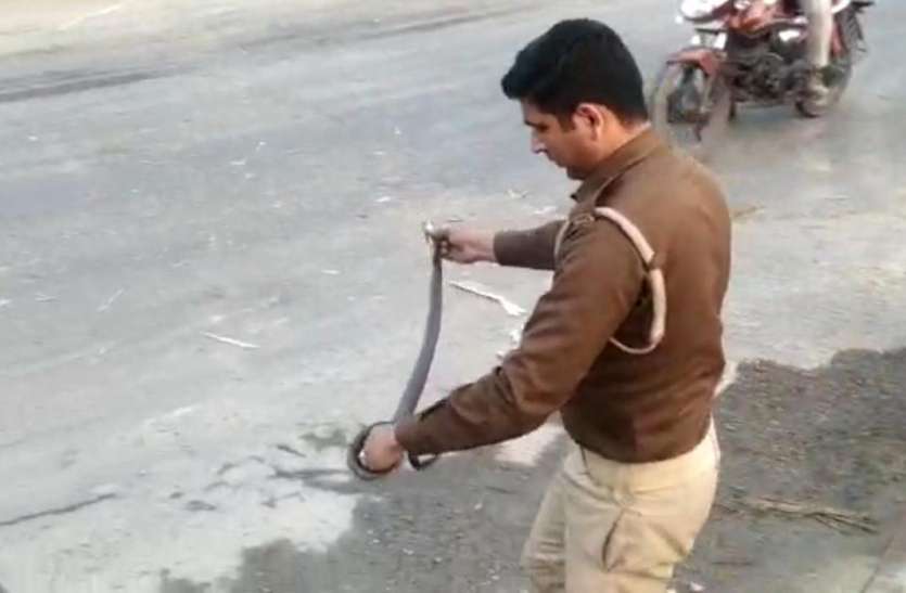 screenshot_from_2021-02-21_10-12-00.jpg Good Work: कोबरा ने नेशनल हाइवे पर लगवा दिया लंबा जाम, सिपाही ने हाथों में ही उठा लिया सांप