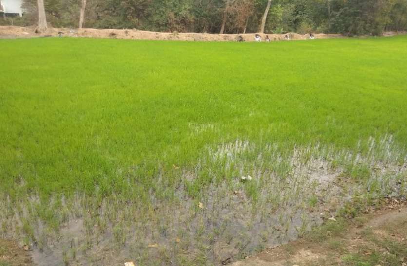 बदली-बारिश से कीट प्रकोप बढ़ा, किसान चिंतित बदली-बारिश से कीट प्रकोप बढ़ा, किसान चिंतित