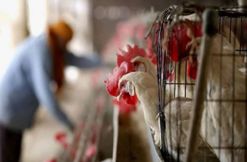 bird flu H5N8 virus इंसानों तक पहुंचा Bird Flu का घातक वायरस, H5N8 से 7 लोग संक्रमित