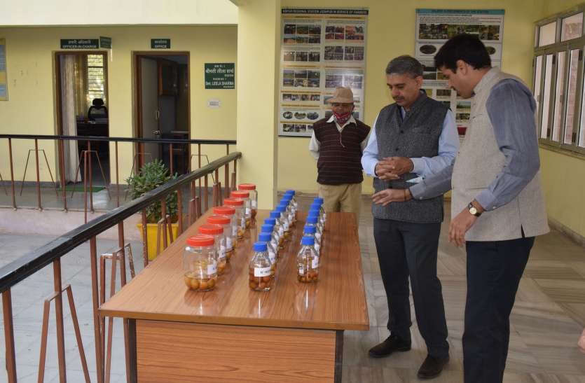 आईसीएआर के एडीजी पहुंचे पादप आनुवंशिक संसाधन ब्यूरो आईसीएआर के एडीजी पहुंचे पादप आनुवंशिक संसाधन ब्यूरो
