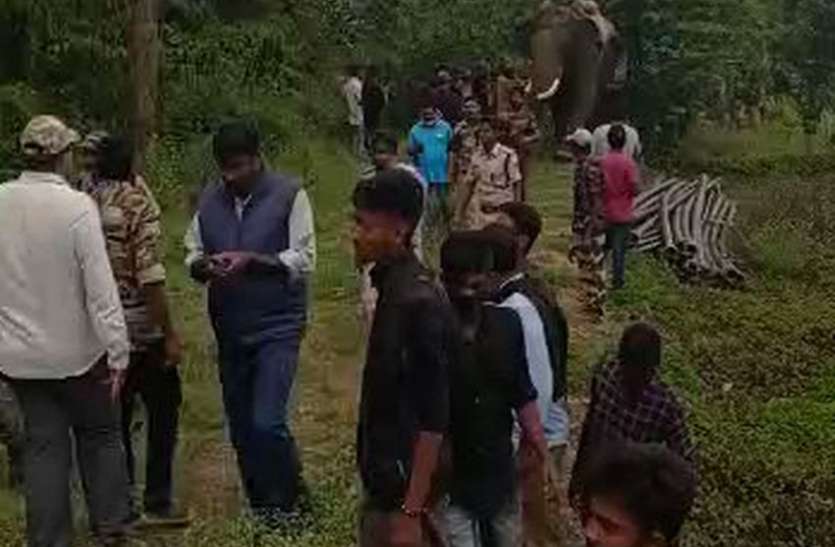 index.jpg नरभक्षी बाघिन को पकड़ा