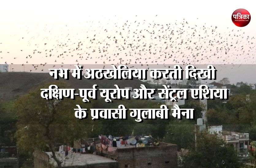 Pink myna migratory birds of Southeast Europe and Central Asia आकाश में अठखेलियां करती दिखी दक्षिण-पूर्व यूरोप और सेंट्रल एशिया की प्रवासी पक्षी गुलाबी मैना