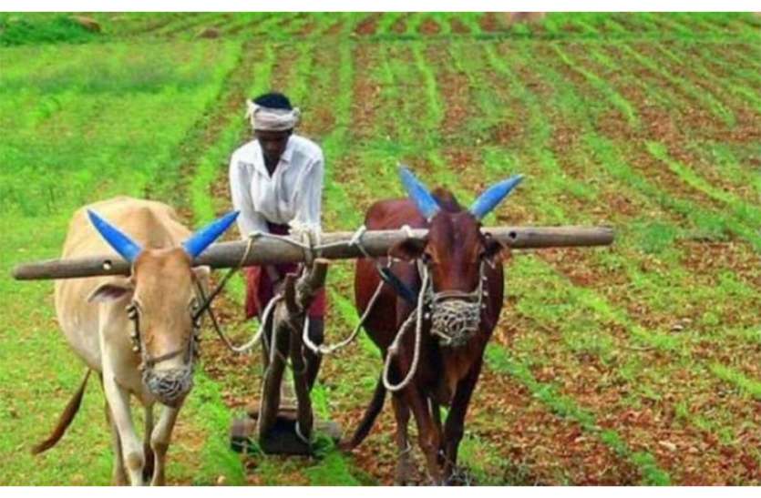 Average holdings decreased in 10 years but wheat-paddy sowing area increased 10 साल में घट गई औसत जोत लेकिन गेहूं-धान का बोनी रकवा बढ़ा