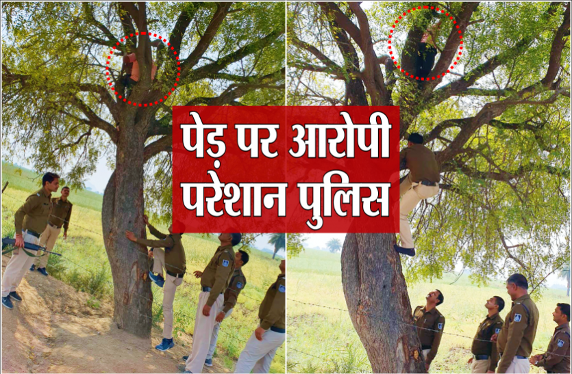 tree.png पुलिस से बचने पेड़ पर चढ़ गया आरोपी, वीडियो वायरल
