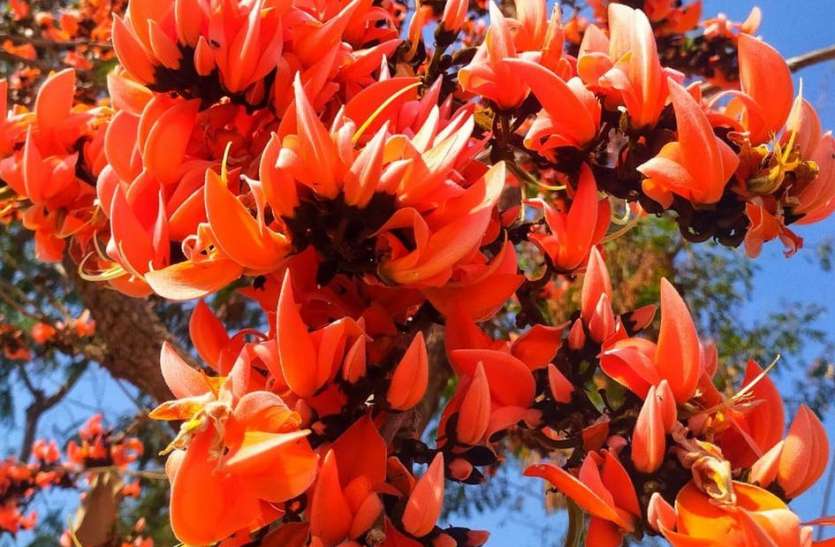 Mewar forest decorated with palash flowers पलाश के फूलों से सज गए मेवाड़ के जंगल
