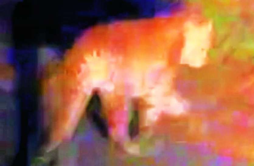 Panther seen in police patrol sitting on the road पुलिस गश्त में सड़क पर बैठा दिखा पैंथर