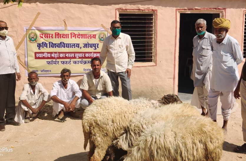 AGRICULTURE UNIVERSITY----'अविशान मेंढ़ोंÓ से होगा भेड़ों में नस्ल सुधार AGRICULTURE UNIVERSITY----'अविशान मेंढ़ोंÓ से होगा भेड़ों में नस्ल सुधार