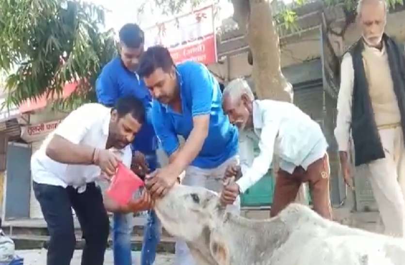 करोड़ों रुपये खर्च होने के बावजूद सड़कों पर बीमार दिख रही गायें, मदद के लिए आगे आ रहे लोग करोड़ों रुपये खर्च होने के बावजूद सड़कों पर बीमार दिख रही गायें, मदद के लिए आगे आ रहे लोग