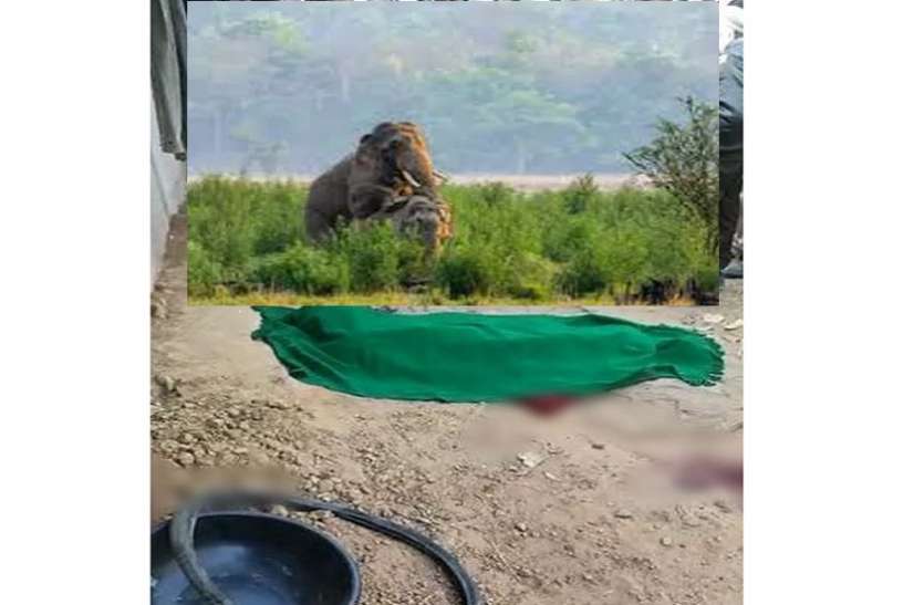हाथियों का आतंक, एक ही परिवार के तीन लोगों को कुचला बस हादसे के बाद अब हाथियों का आतंक, इस परिवार पर टूटा कहर, कुचलने से तीन की मौत