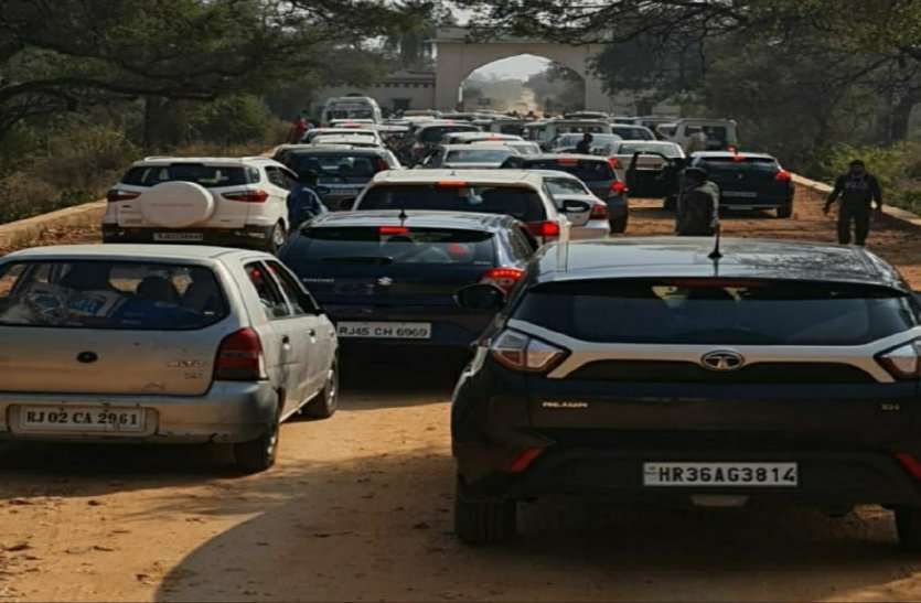 Sariska Tiger Reserve: Heavy Numbers Of Vehicle Polluting Sariska Air Sariska: धार्मिक पर्यटन से बिगड़ रही सरिस्का की आबोहवा, वाहनों के कारण वन्यजीवों के स्वास्थ्य पर पड़ रहा विपरीत असर