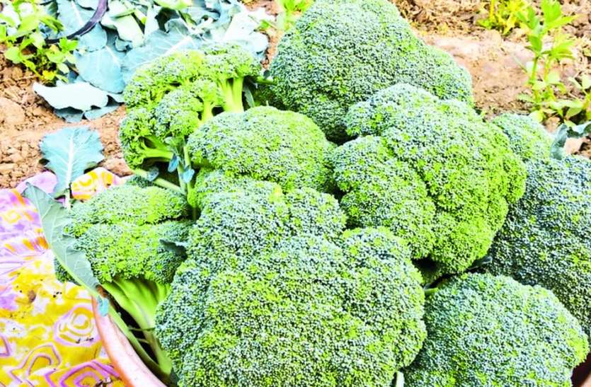 Broccoli and lettuce vegetable in the fields होटलों में मांग बढ़ी तो सुरेश ने शुरू की सब्जी की खेती
