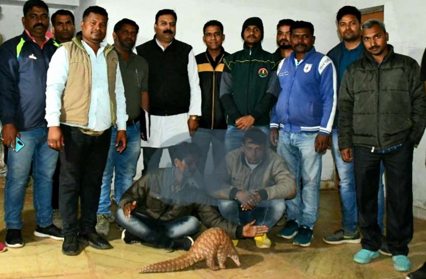 Smuggling pangolin पुलिस आरक्षक कर रहा था पैंगोलिन की तस्करी, आधी रात दबिश में पांच आरोपी पकड़ाए