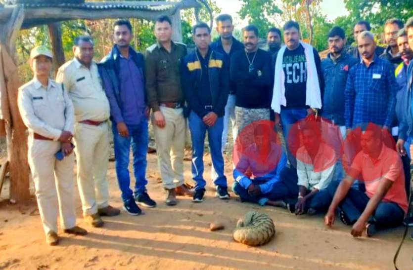 Smuggling pangolin