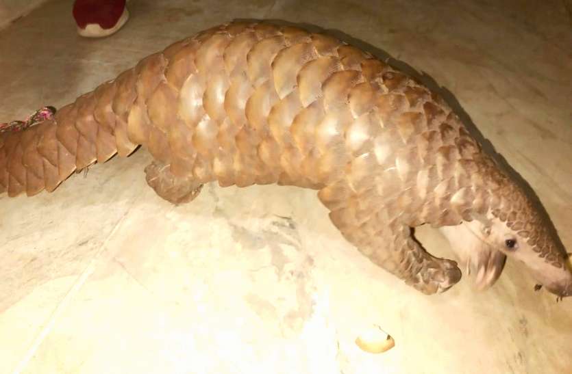Smuggling pangolin