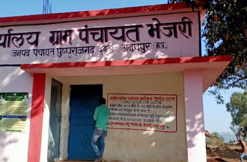 Village feet: village panchayat name named after sent गांव के पांव: भेजरी धान के नाम पर पड़ा ग्राम पंचायत का नाम भेजरी