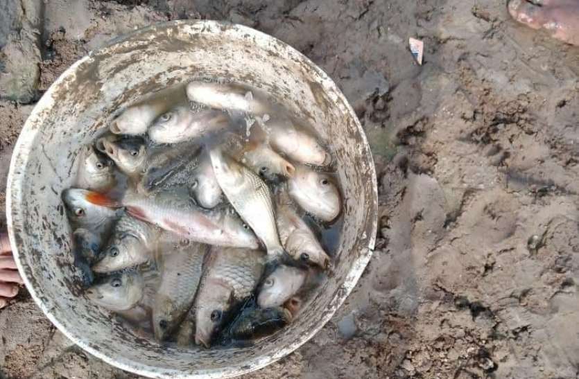 जिले में होगा पंगास मछली का उत्पादन जिले में होगा पंगास मछली का उत्पादन
