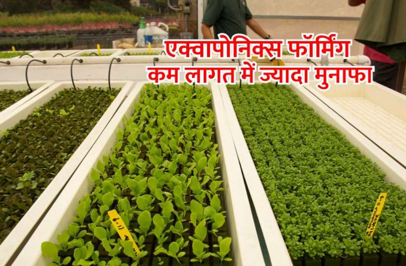 aquaponics_farming_tips_in_hindi.jpg एक्वापोनिक्स फॉर्मिंग में है बेहतर भविष्य, मिलेगा कम लागत में ज्यादा मुनाफा