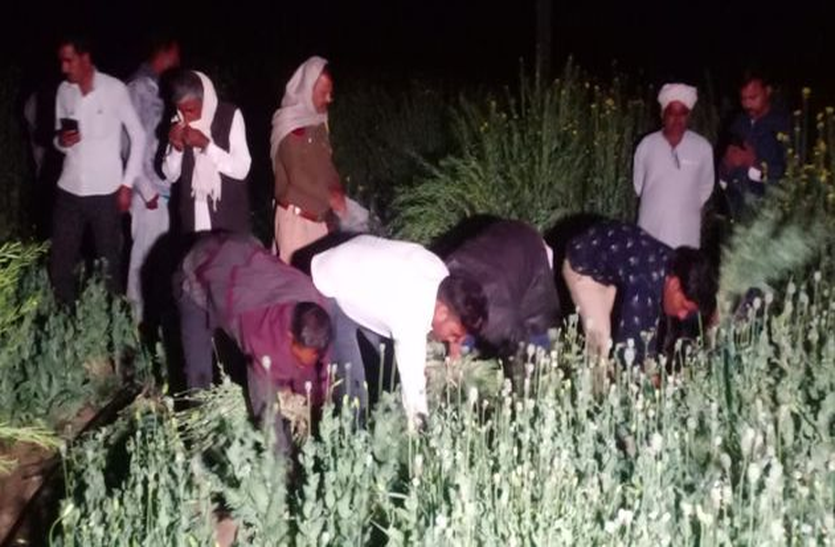 खेत में 7300 वर्ग फीट में कर रखी थी अफीम की खेती खेत में 7300 वर्ग फीट में कर रखी थी अफीम की खेती