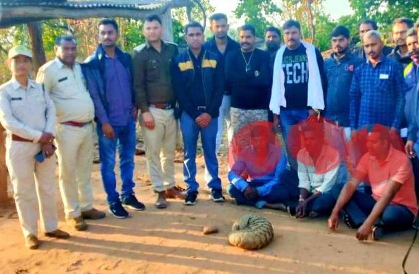 Pangolin, Policeman, Department, Hunting, Wildlife, District Umaria खाकी वर्दी वाले ने किया विभाग को बदनाम