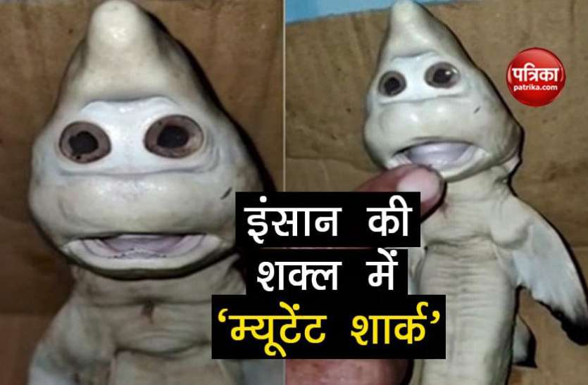 baby shark मछुआरे को मिली इंसान की शक्ल की शार्क, लोगों में दहशत का माहौल