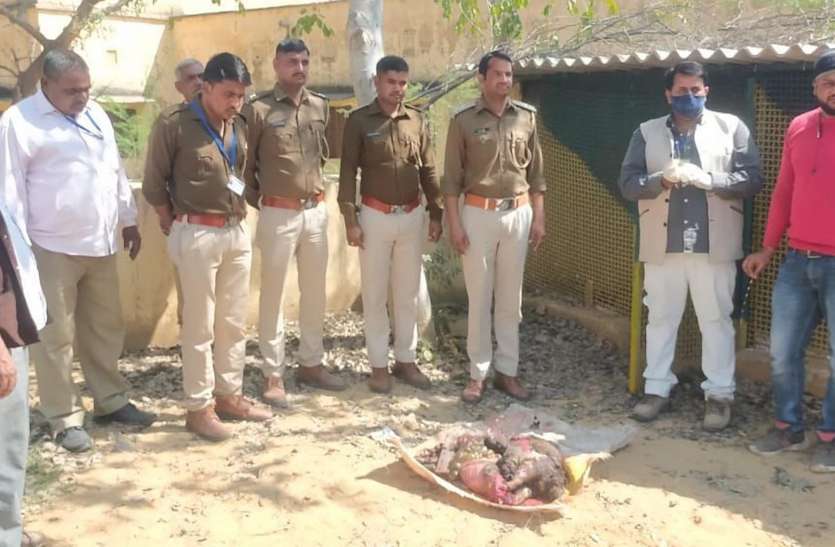 वन विभाग ने जब्त की शिकार की हुई सेही,आरोपी फ रार वन विभाग ने जब्त की शिकार की हुई सेही,आरोपी फ रार