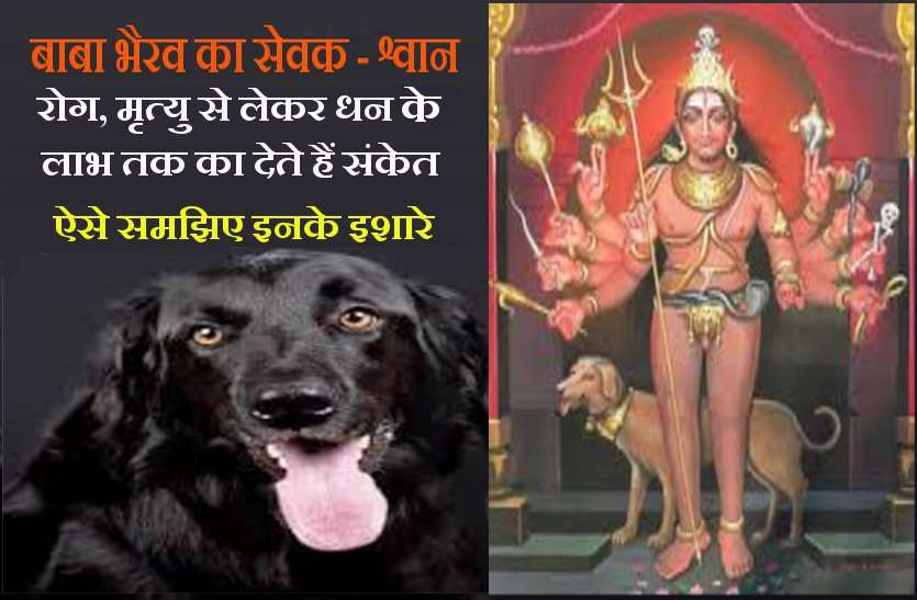 https://www.patrika.com/religion-and-spirituality/your-life-signals-also-given-by-dogs-6701940/