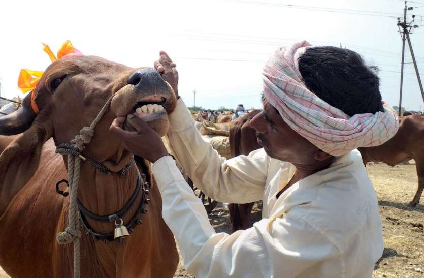 Unique mela यहां बैलों के दांत देखकर लगाया जाता है उम्र का अंदाजा, अच्छी नस्ल की जोड़ी पर लगती है बढ़चढ़ कर बोली