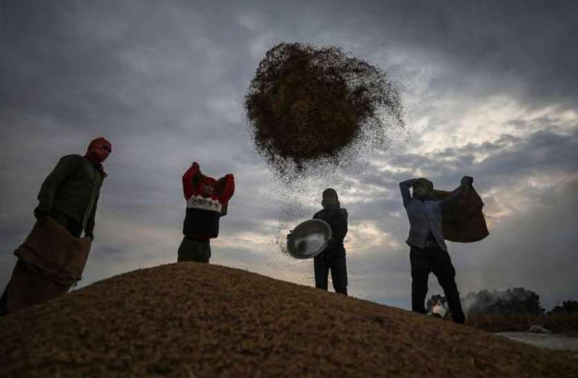 Production of food grains estimated to be record 303.3 million tonnes किसानों की मेहनत लाई रंग, लॉकडाउन और आंदोलन के बावजूद देश में होगा रिकॉर्ड उत्पादन
